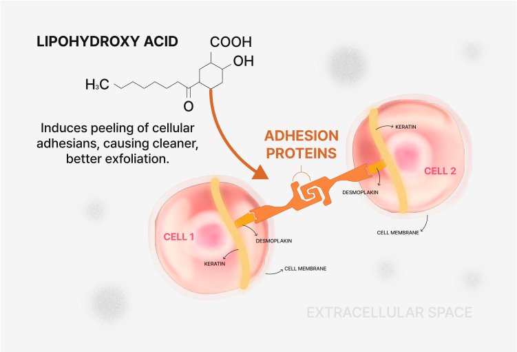 Diagram: lipohydroxy acid loosening the adhesion proteins between two skin cells